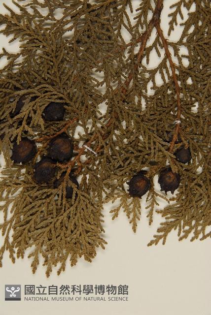 側柏藏品圖，第3張