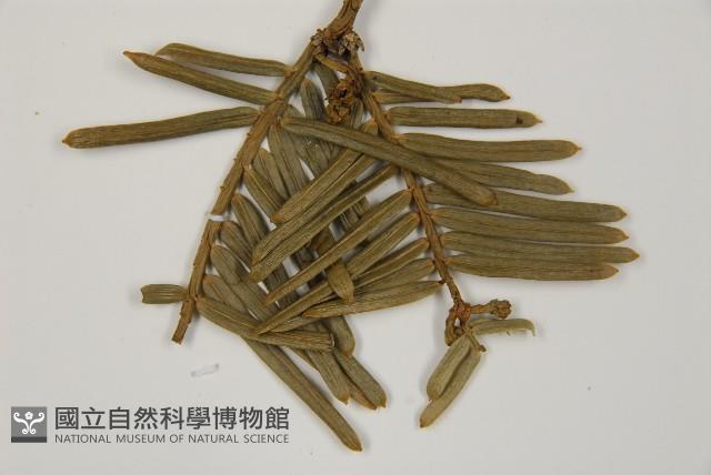 登錄號:G000809藏品圖，第3張