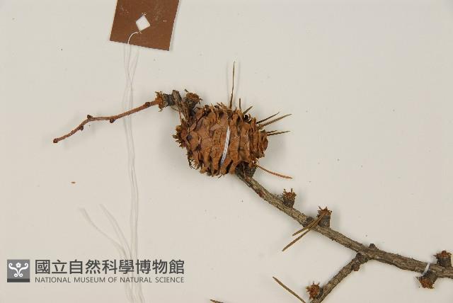 日本落葉松藏品圖，第3張