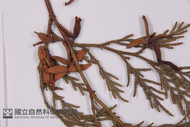 台灣肖楠藏品圖，第3張