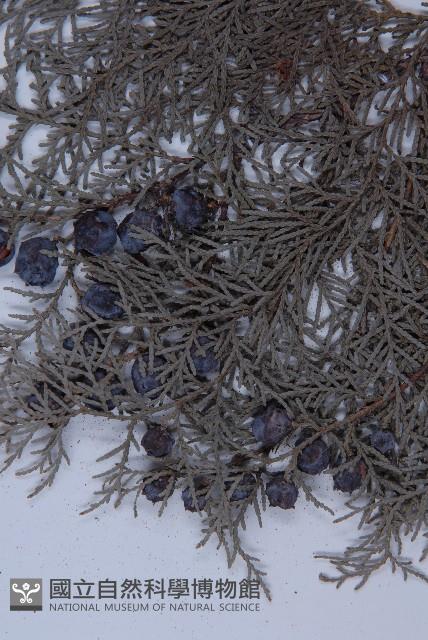 側柏藏品圖，第3張