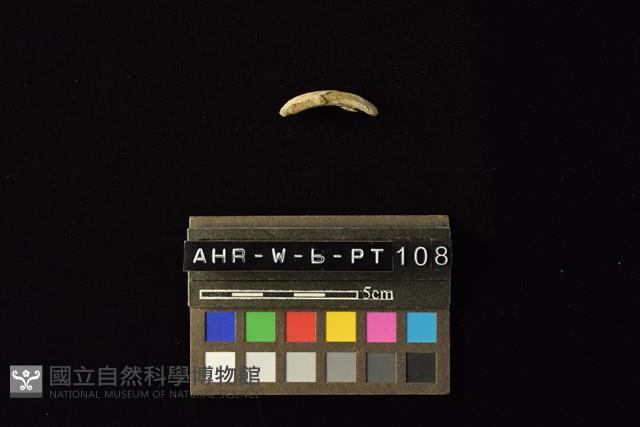 陶環藏品圖，第1張