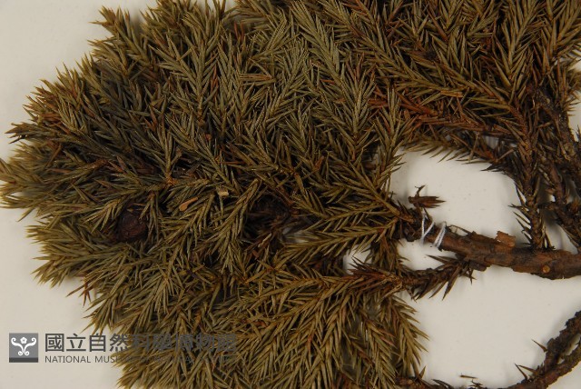 香青藏品圖，第3張