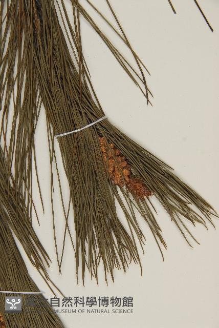 馬尾松藏品圖，第3張