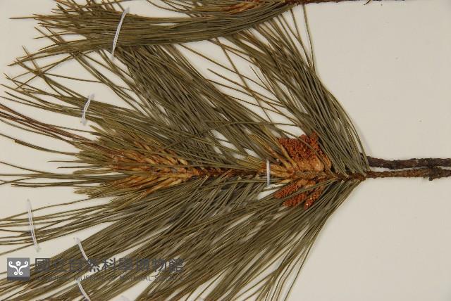 臺灣五葉松藏品圖，第3張