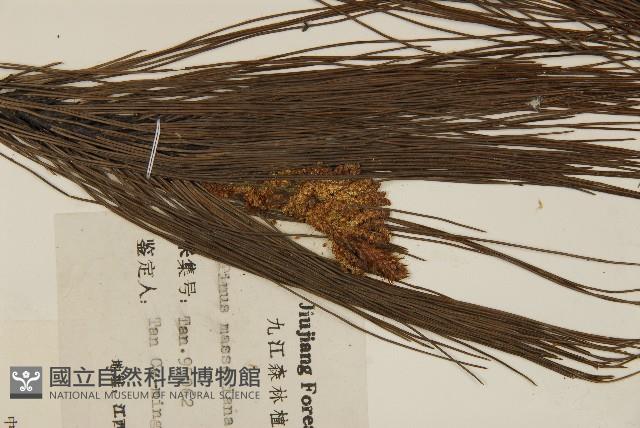 馬尾松藏品圖，第3張