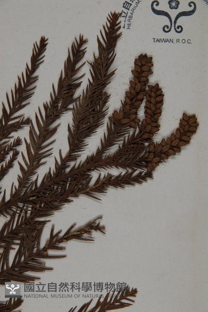 柳杉藏品圖，第3張