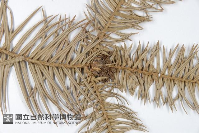 杉木藏品圖，第3張