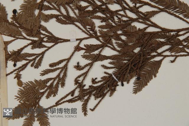 雞毛松藏品圖，第3張