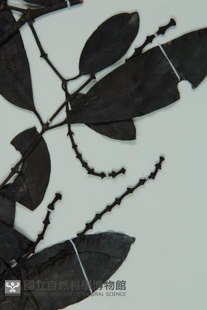 小葉買麻藤藏品圖，第3張