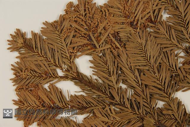 八甲田山冷杉藏品圖，第3張