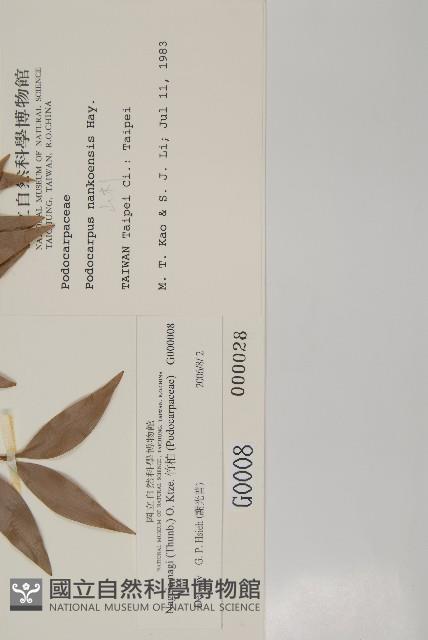 竹柏藏品圖，第2張