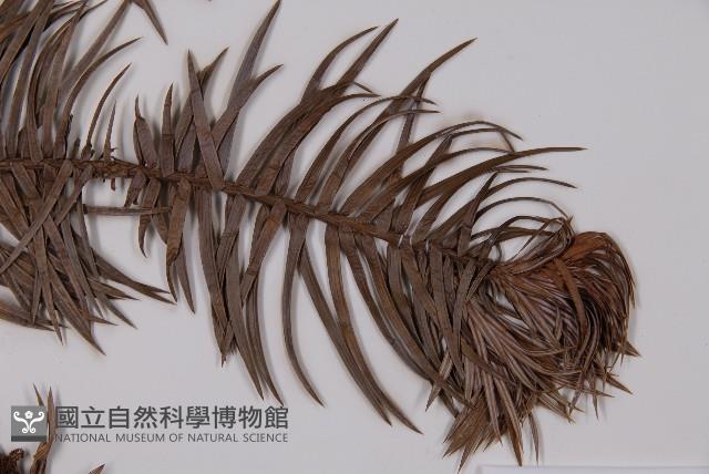 杉木藏品圖，第3張