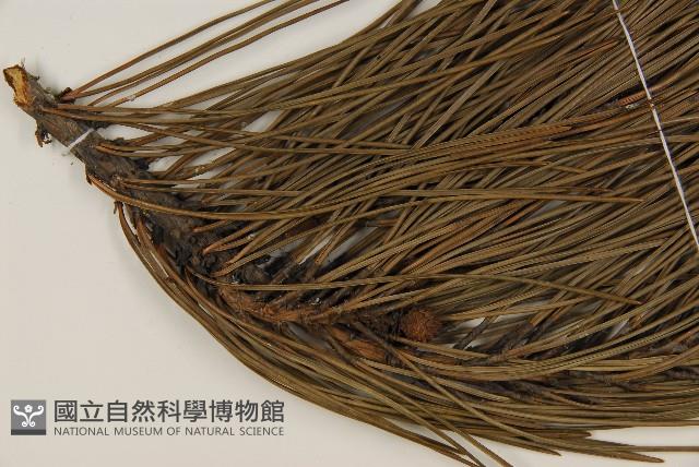 油松藏品圖，第3張