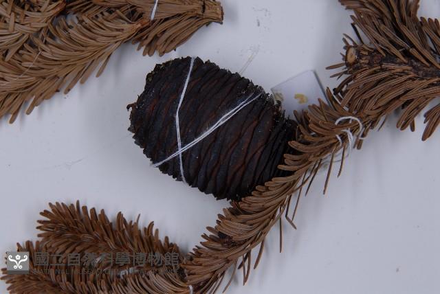 臺灣冷杉藏品圖，第3張