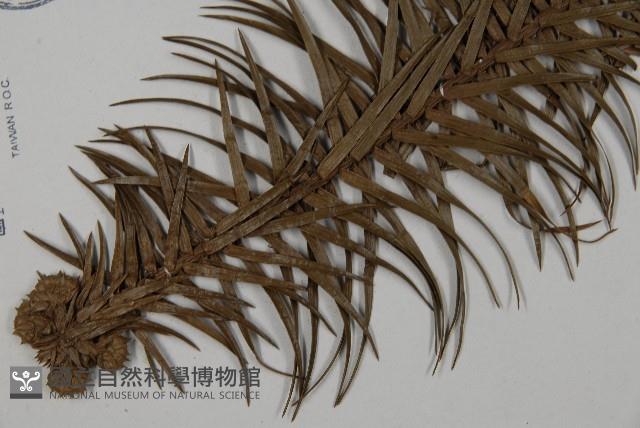 杉木藏品圖，第3張