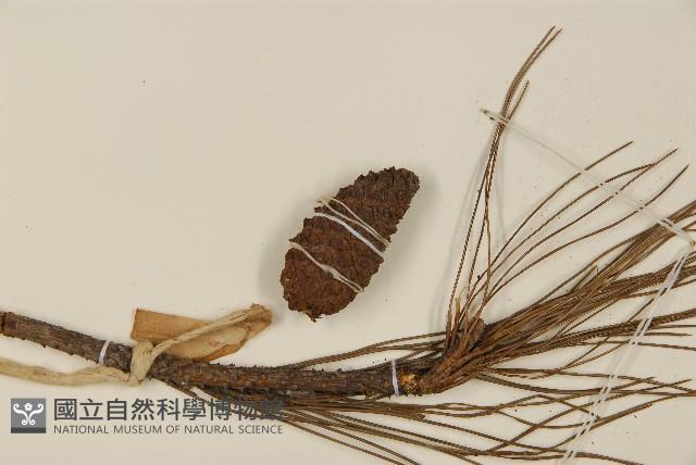 馬尾松藏品圖，第3張