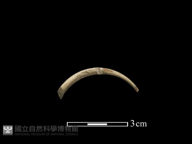 玉環藏品圖，第3張