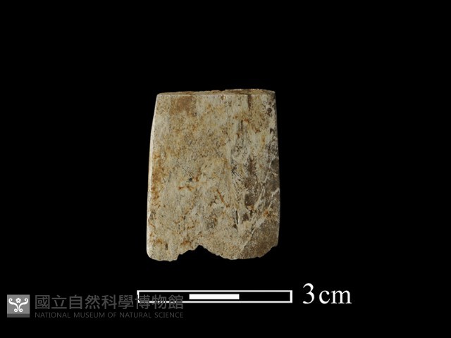 錛鑿形器藏品圖，第1張