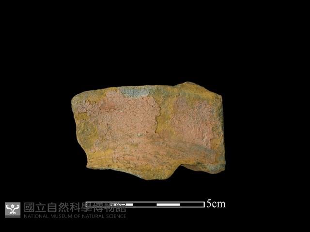 連杯形器藏品圖，第3張