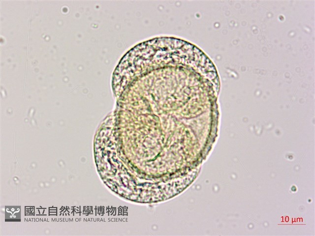 臺灣二葉松藏品圖，第3張