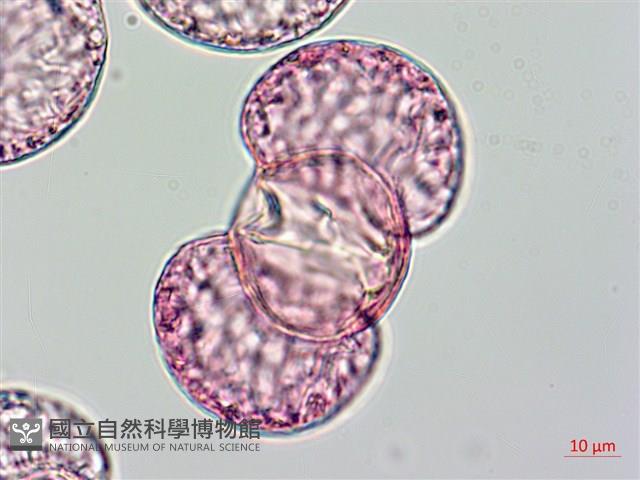 蘭嶼羅漢松藏品圖，第3張