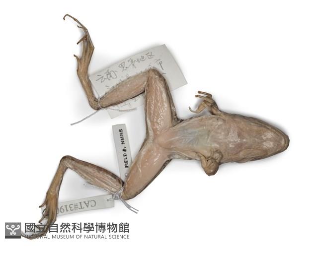 Lin's Music Frog, Lin's Frog, Lin's Harpist Frog, Yunnan Harpist Frog Collection Image, Figure 3, Total 6 Figures