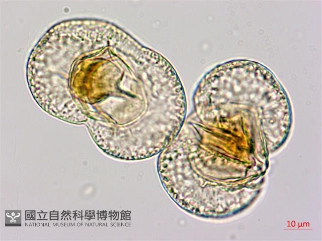 蘭嶼羅漢松藏品圖，第3張