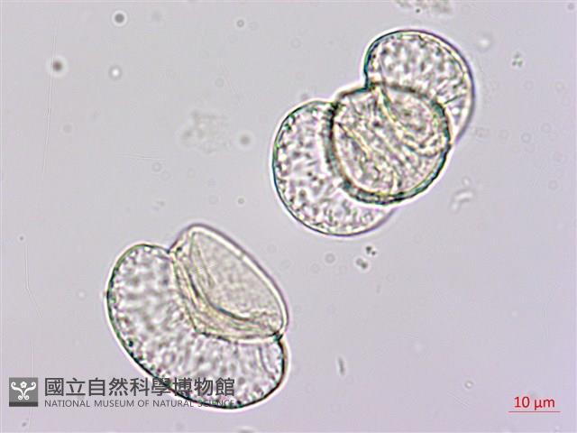 竹柏藏品圖，第3張