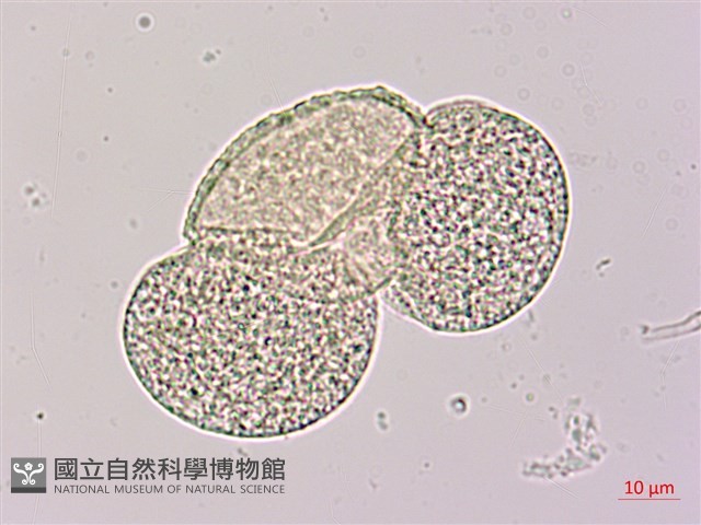 臺灣二葉松藏品圖，第3張