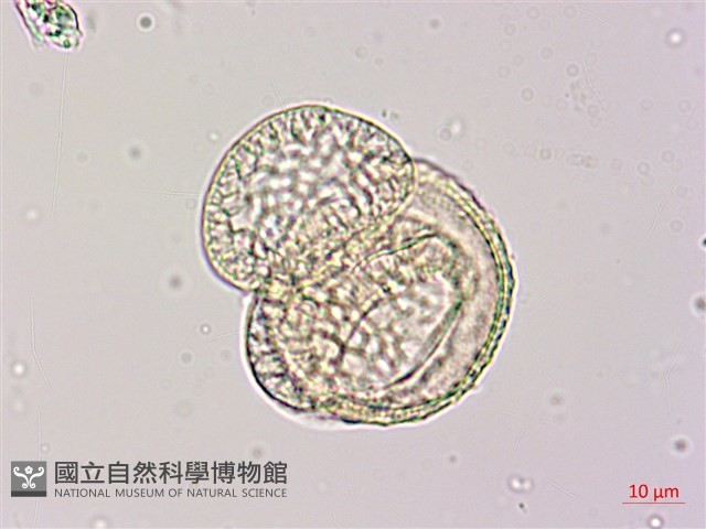 臺灣二葉松藏品圖，第3張