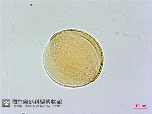 臺灣三角楓藏品圖，第3張