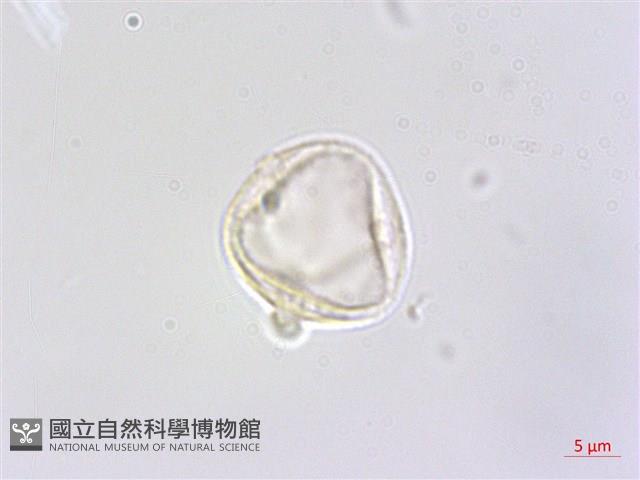 四脈麻藏品圖，第3張