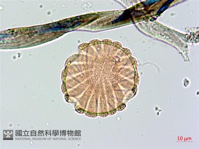 大安水蓑衣藏品圖，第3張