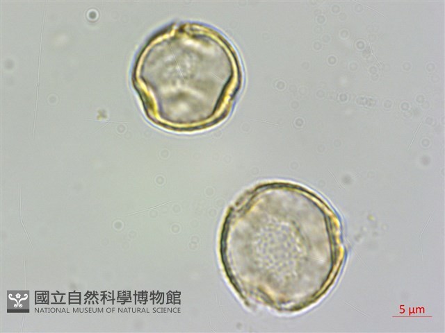春不老藏品圖，第3張