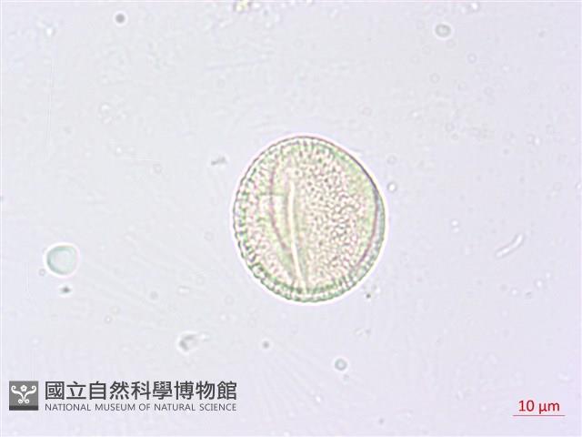 三葉山香圓藏品圖，第3張