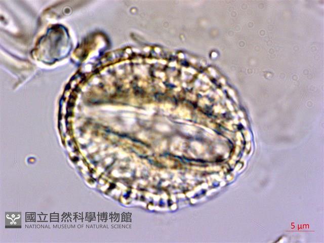 珊瑚樹藏品圖，第3張