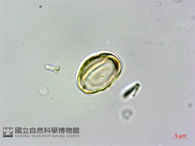 疏脈赤楠藏品圖，第3張