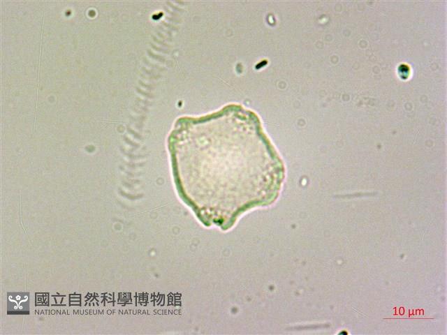 呂宋毛蕊木藏品圖，第3張