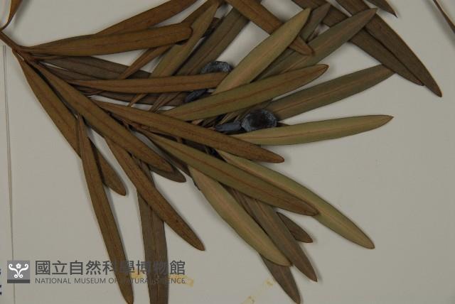 大葉羅漢松藏品圖，第3張