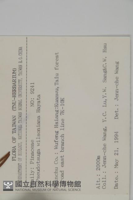 臺灣黃杉藏品圖，第2張