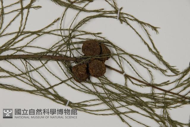 池杉藏品圖，第3張