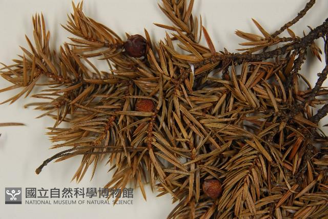 刺柏藏品圖，第3張