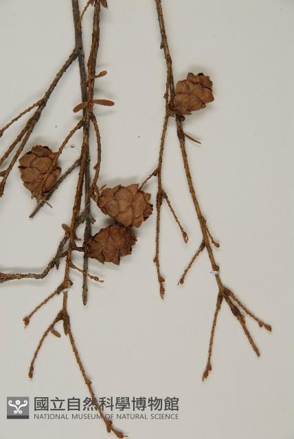 臺灣鐵杉藏品圖，第3張