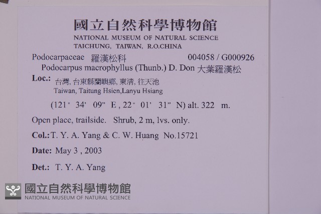 大葉羅漢松藏品圖，第2張