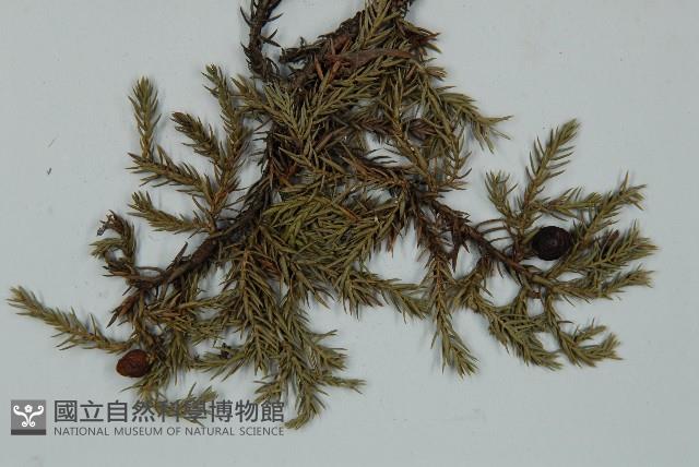 高山柏藏品圖，第3張