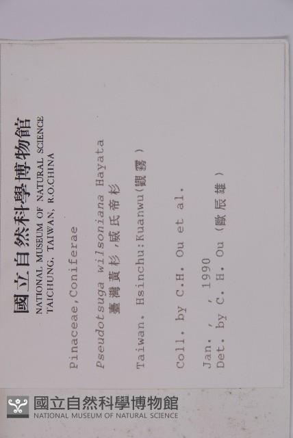 臺灣黃杉藏品圖，第2張