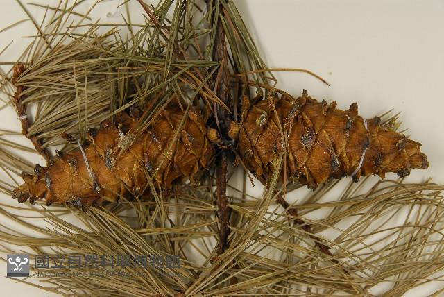 臺灣五葉松藏品圖，第3張