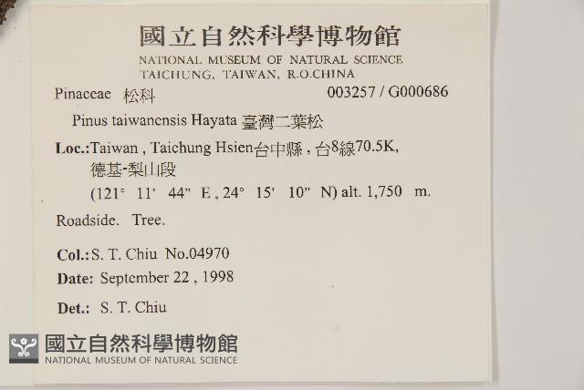 臺灣二葉松藏品圖，第2張