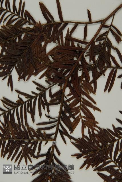 臺灣紅豆杉、紫杉、南方紅豆杉藏品圖，第3張